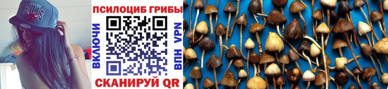 Галлюциногенные грибы Psilocybe  Холм 
